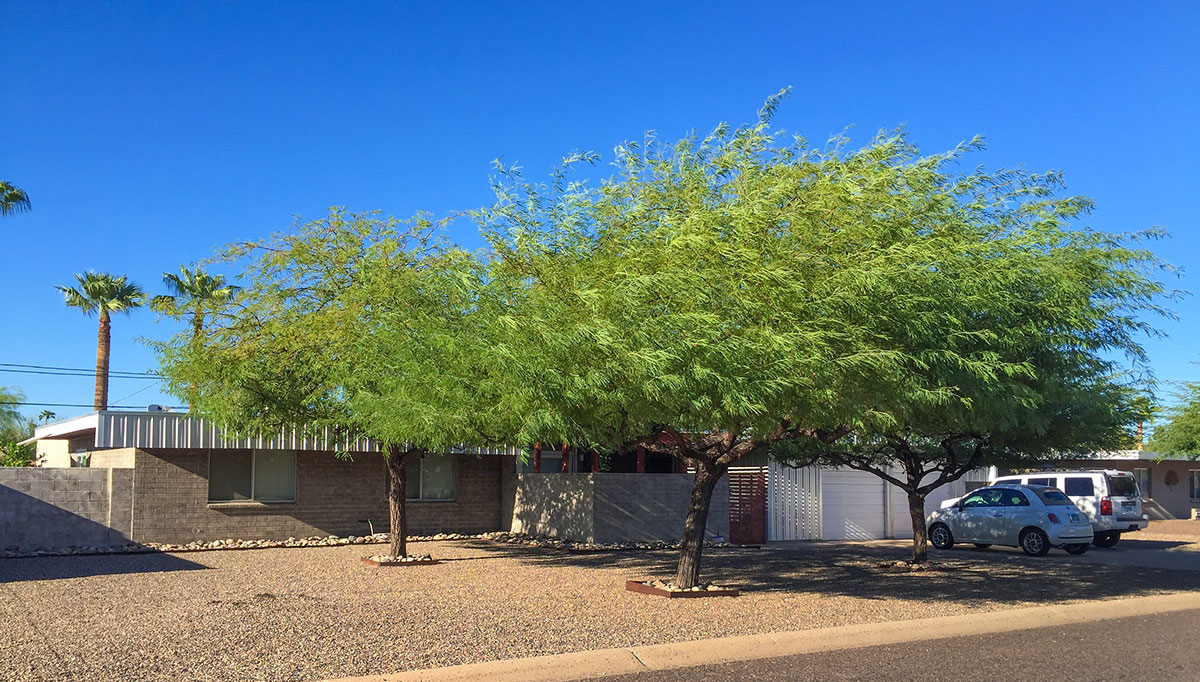 Cholla model home by Al Beadle in Paradise Gardens, Phoenix Arizona, 2016