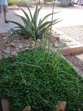 The Hamblen Residence on the Modern Phoenix Home Tour 2008