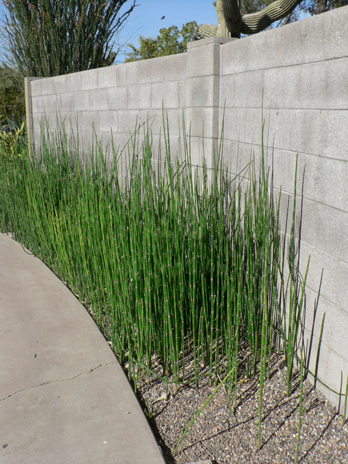 The Patterson Montoya House on the Modern Phoenix Hometour 2010