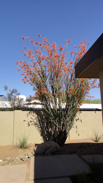 The Weeding Residence on the Modern Phoenix Hometour 2012