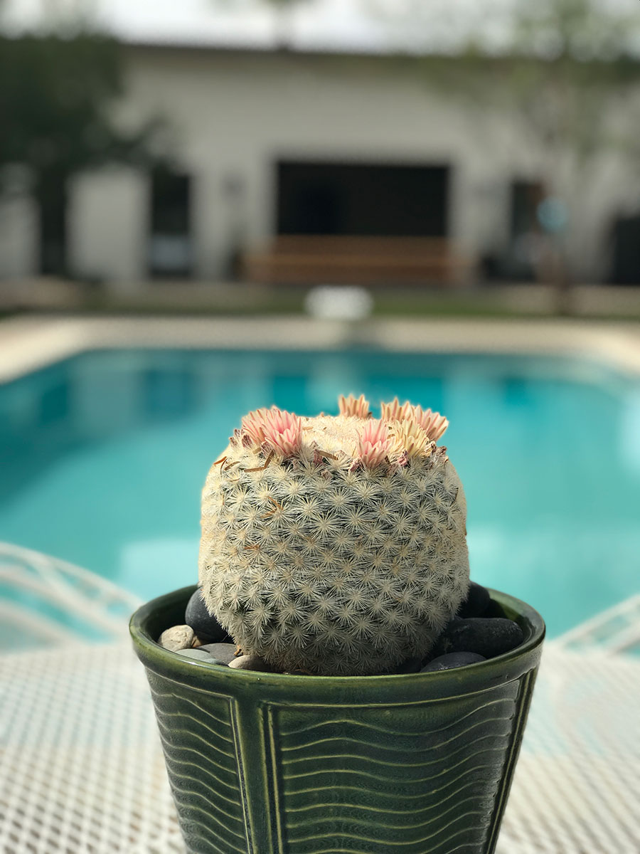 Gurley Residence on the Modern Phoenix Home Tour in Marion Estates 2018