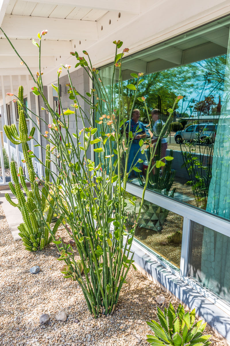 Ruppster Ranch on the 2019 Modern Phoenix Home Tour