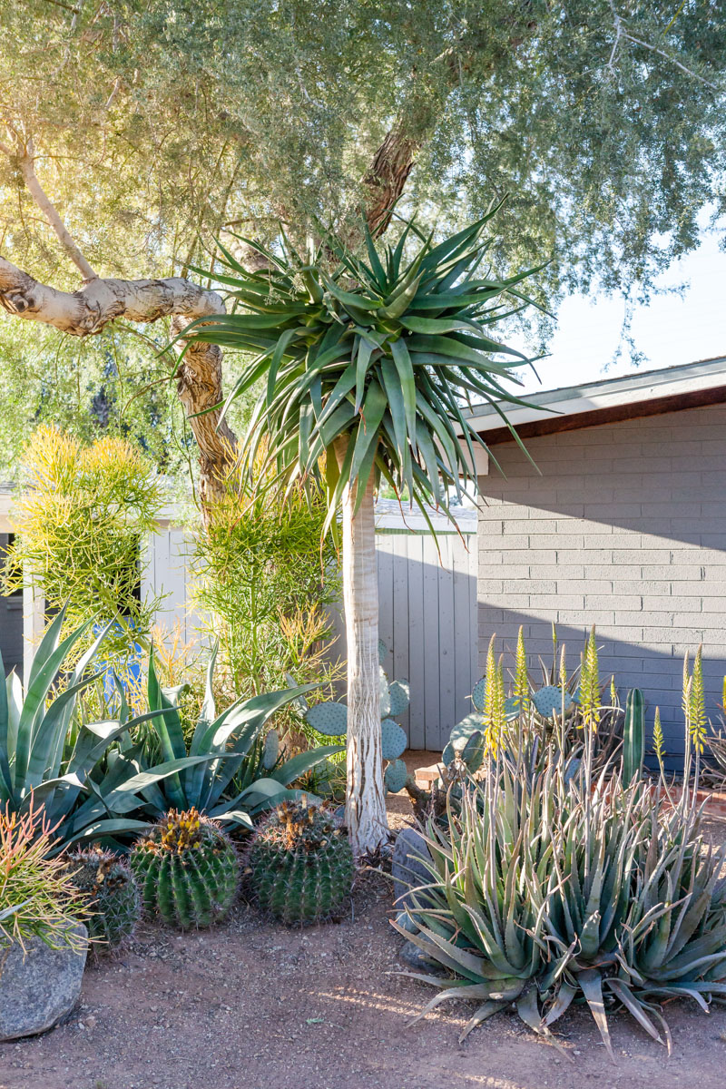 Rancho Haven on the 2019 Modern Phoenix Home Tour