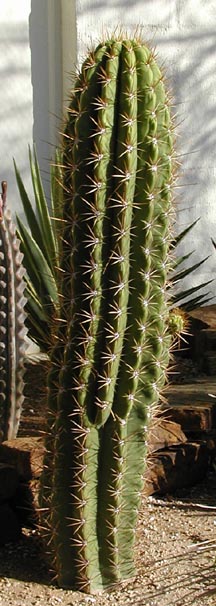 One of Thomas Park's favorite landscaping design touches, the Trichocereus Terscheckii