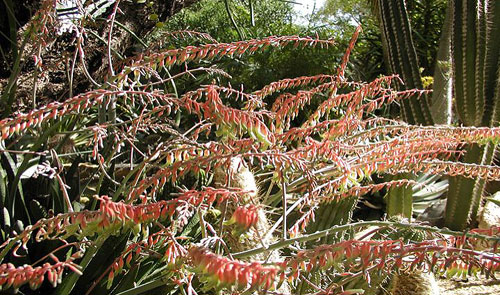 One of Thomas Park's favorite landscaping design touches, the Gasteria Acinacifolia