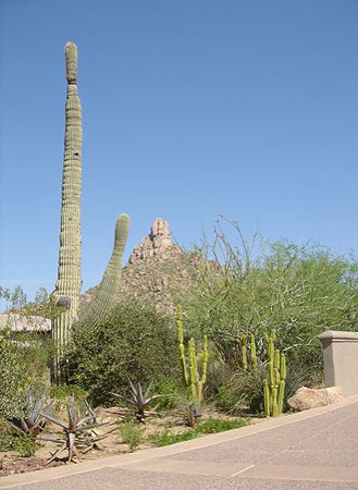 Native desert plants surviving in Scottsdale's NAOS