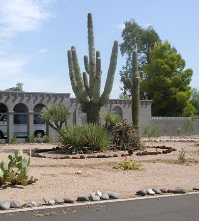 A background on landscaping in the Phoenix desert