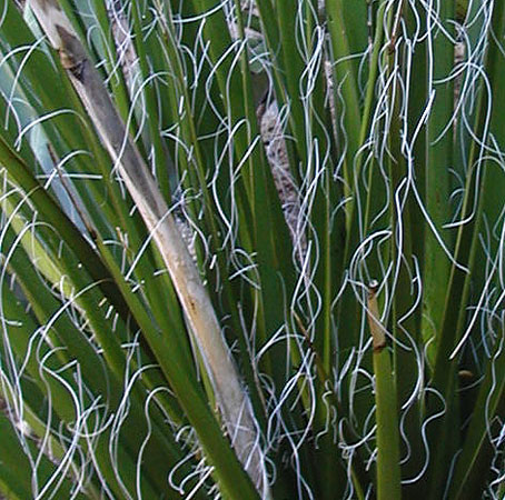 Textural garden highlights to use in outdoor desert spaces