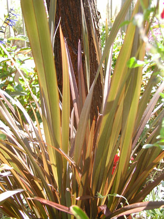 Textural garden highlights to use in outdoor desert spaces