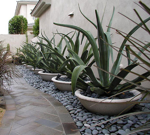 Xerophytic Design's Process in desert landscaping