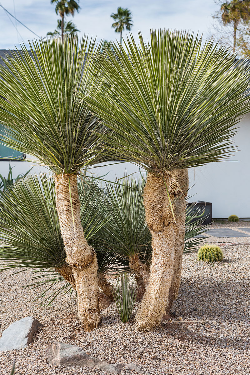 Marion Estates Neighborhood in Phoenix Arizona 2018