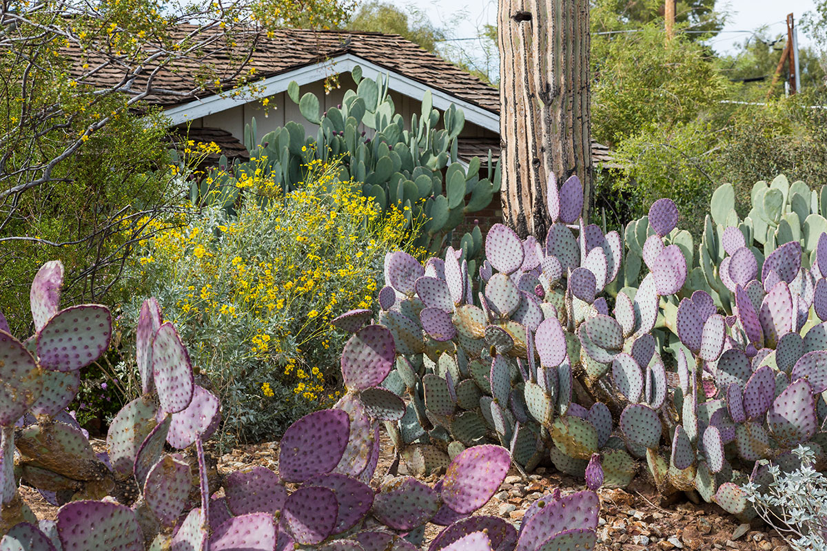 Marion Estates Neighborhood in Phoenix Arizona 2018